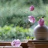 Jarin Tasnim