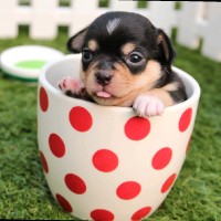 Pets World