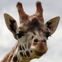 WORZ Safari