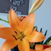 Cindy Maring Heikens