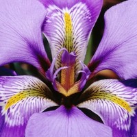 Iris Donkers - van Espen