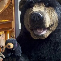 Mr. Bear