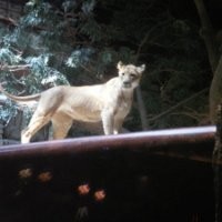 Dr. Carmine J. Nardis