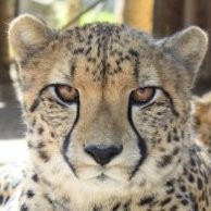 Cango Wildlife Ranch