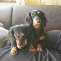 Pia Ladefoged