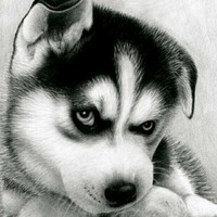 汪振鹏