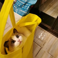 乔玉莹