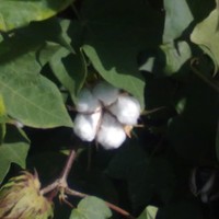 Jignesh Kotecha