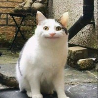 王龙俊