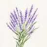 Lavender undefined