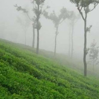 Gulnar A.S. gulnargulnar2