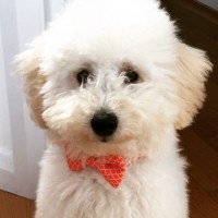Archibald (Archie)