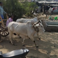 sumanth Thipparthi