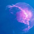 Sophocles Sophocleous