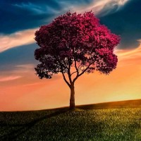 Abdolwahab El Issaoui