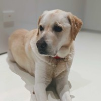 Homer The Dog