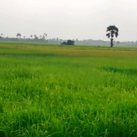 Kaju Puvan