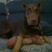 Contadorcipriano Bahena Hurtado