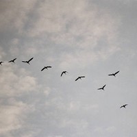 张亚治