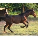 Raf Pillaert