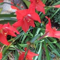 Lilly Ayurvedic Parlor