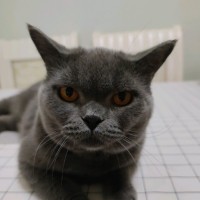 高凯旋