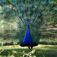 Christine Peacock