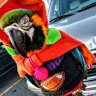 Mystic Parrot