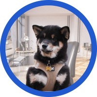 Toretto Shiba Inu