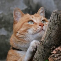 王荣蓉