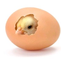 Manimaran Manimaran