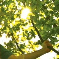 Francesco (Franz) Picconi