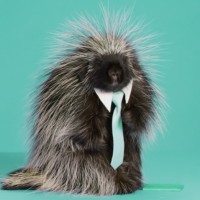 Quigley The Porcupine