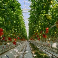 Robert Markovic