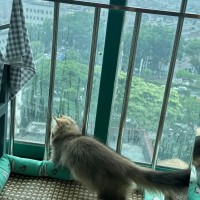 唐国琳