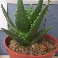 杨雪芹