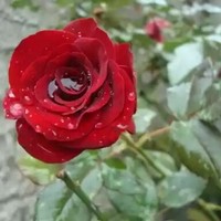 Premjeet Priyadarshy