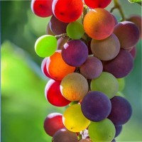 Jose Luis Cruz E-Wine