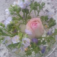 THE BLOOM ROOM GIFTS