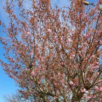 Sue Orton