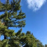 王秋颖