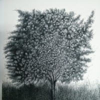 Heyoka Siux