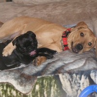 TLC Pet Sitting Edmonton