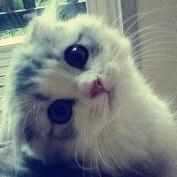 董保材