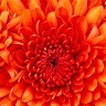 Flora Sumalague