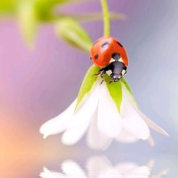 مريومة🌸 روز🌸 M