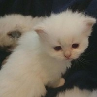عفاف ali