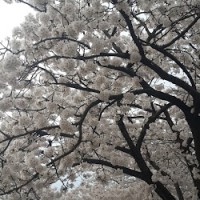 홍순철