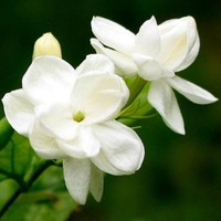 Vaithilingam. V