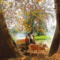 Maung Chaw